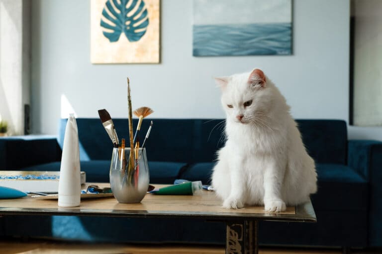 cat with brushes